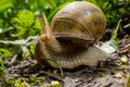 Helix pomatia also Roman snail, Burgundy snail, edible snail or escargot, is a species of large, edible, air-breathing land snail Royalty Free Stock Photo
