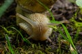 Helix pomatia also Roman snail, Burgundy snail, edible snail or escargot, is a species of large, edible, air-breathing land snail Royalty Free Stock Photo