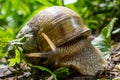 Helix pomatia also Roman snail, Burgundy snail, edible snail or escargot, is a species of large, edible, air-breathing land snail Royalty Free Stock Photo