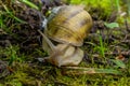 Helix pomatia also Roman snail, Burgundy snail, edible snail or escargot, is a species of large, edible, air-breathing land snail Royalty Free Stock Photo