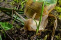 Helix pomatia also Roman snail, Burgundy snail, edible snail or escargot, is a species of large, edible, air-breathing land snail Royalty Free Stock Photo