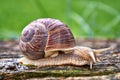 Helix pomatia also Roman snail or burgundy snail is a large air-breathing land snail. Pulmonary Gastropod Mollusk, family Royalty Free Stock Photo