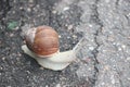 Helix pomatia also Roman snail, edible snail or escargot mones via the street Royalty Free Stock Photo