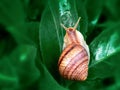 Helix pomatia also Roman snail, Burgundy snail, edible snail or escargot, is a species of large, edible, air-breathing Royalty Free Stock Photo