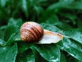 Helix pomatia also Roman snail, Burgundy snail, edible snail or escargot, is a species of large, edible, air-breathing Royalty Free Stock Photo