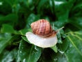 Helix pomatia also Roman snail, Burgundy snail, edible snail or escargot, is a species of large, edible, air-breathing Royalty Free Stock Photo