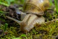 Helix pomatia also Roman snail, Burgundy snail, edible snail or escargot, is a species of large, edible, air-breathing land snail Royalty Free Stock Photo