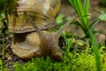 Helix pomatia also Roman snail, Burgundy snail, edible snail or escargot, is a species of large, edible, air-breathing land snail Royalty Free Stock Photo