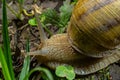 Helix pomatia also Roman snail, Burgundy snail, edible snail or escargot, is a species of large, edible, air-breathing land snail Royalty Free Stock Photo