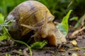 Helix pomatia also Roman snail, Burgundy snail, edible snail or escargot, is a species of large, edible, air-breathing land snail Royalty Free Stock Photo