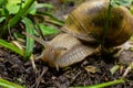 Helix pomatia also Roman snail, Burgundy snail, edible snail or escargot, is a species of large, edible, air-breathing land snail Royalty Free Stock Photo