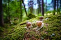 Helix pomatia also Roman snail, Burgundy snail