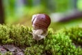 Helix pomatia also Roman snail, Burgundy snail