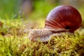 Helix pomatia also Roman snail, Burgundy snail