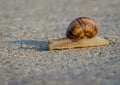 Helix pomatia or Burgundy snail crawling on cement or pavement