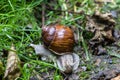 Helix pomatia burgundy snail in forest