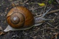 Helix pomatia. Creeping snail. Lazy animal close up. Natural spiral. Helix. Malacology