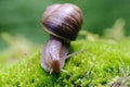 (Helix pomatia) edible snail macro