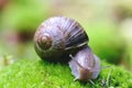 (Helix pomatia) edible snail macro