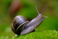 (Helix pomatia) edible snail macro Royalty Free Stock Photo