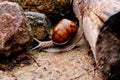 Helix pomatia gliding over the log