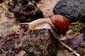 Helix pomatia gliding on the stones Royalty Free Stock Photo