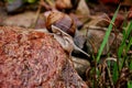 Helix pomatia gliding on the stones Royalty Free Stock Photo