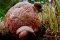 Helix pomatia gliding on the stones Royalty Free Stock Photo