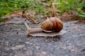 Helix pomatia gliding on the stones