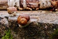 Helix pomatia gliding on the stones Royalty Free Stock Photo