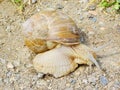 Helix pomatia, known also as a Roman/Burgundian snail, an edible snail and an escargot. Terrestrial mollusc from gastropods Royalty Free Stock Photo