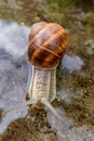 Helix pomatia, Roman snail, Burgundy snail, edible snail or escargot Royalty Free Stock Photo