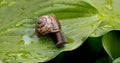 Helix pomatia roman snail crawling on wet green leaf