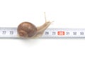 Helix pomatia. The snail crawls along the measuring ruler. mollusc and invertebrate. delicacy meat and gourmet food Royalty Free Stock Photo