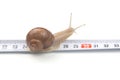 Helix pomatia. The snail crawls along the measuring ruler. mollusc and invertebrate. delicacy meat and gourmet food Royalty Free Stock Photo