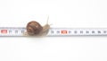 Helix pomatia. The snail crawls along the measuring ruler. mollusc and invertebrate. delicacy meat and gourmet food Royalty Free Stock Photo