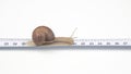 Helix pomatia. The snail crawls along the measuring ruler. mollusc and invertebrate. delicacy meat and gourmet food Royalty Free Stock Photo