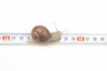 Helix pomatia. The snail crawls along the measuring ruler. mollusc and invertebrate. delicacy meat and gourmet food Royalty Free Stock Photo