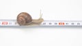 Helix pomatia. The snail crawls along the measuring ruler. mollusc and invertebrate. delicacy meat and gourmet food Royalty Free Stock Photo