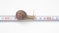 Helix pomatia. The snail crawls along the measuring ruler. mollusc and invertebrate. delicacy meat and gourmet food Royalty Free Stock Photo