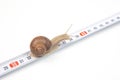 Helix pomatia. The snail crawls along the measuring ruler. mollusc and invertebrate. delicacy meat and gourmet food Royalty Free Stock Photo