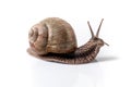 Helix Pomatia Snail Muller with brown striped shell, crawl isolated on a white background Helix Pomatia Burgundy Roman, Escargot. Royalty Free Stock Photo