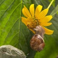 Helix pomatia. snail on a stone pyramid is drawn to the scent of a yellow flower. mollusc and invertebrate. delicacy meat and Royalty Free Stock Photo