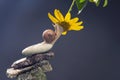 Helix pomatia. snail on a stone pyramid is drawn to the scent of a yellow flower. mollusc and invertebrate. delicacy meat and Royalty Free Stock Photo