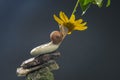 Helix pomatia. snail on a stone pyramid is drawn to the scent of a yellow flower. mollusc and invertebrate. delicacy meat and Royalty Free Stock Photo