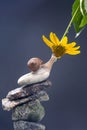 Helix pomatia. snail on a stone pyramid is drawn to the scent of a yellow flower. mollusc and invertebrate. delicacy meat and Royalty Free Stock Photo