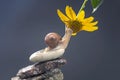 Helix pomatia. snail on a stone pyramid is drawn to the scent of a yellow flower. mollusc and invertebrate. delicacy meat and Royalty Free Stock Photo