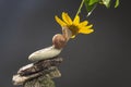 Helix pomatia. snail on a stone pyramid is drawn to the scent of a yellow flower. mollusc and invertebrate. delicacy meat and Royalty Free Stock Photo