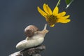 Helix pomatia. snail on a stone pyramid is drawn to the scent of a yellow flower. mollusc and invertebrate. delicacy meat and Royalty Free Stock Photo