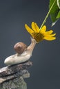 Helix pomatia. snail on a stone pyramid is drawn to the scent of a yellow flower. mollusc and invertebrate. delicacy meat and Royalty Free Stock Photo